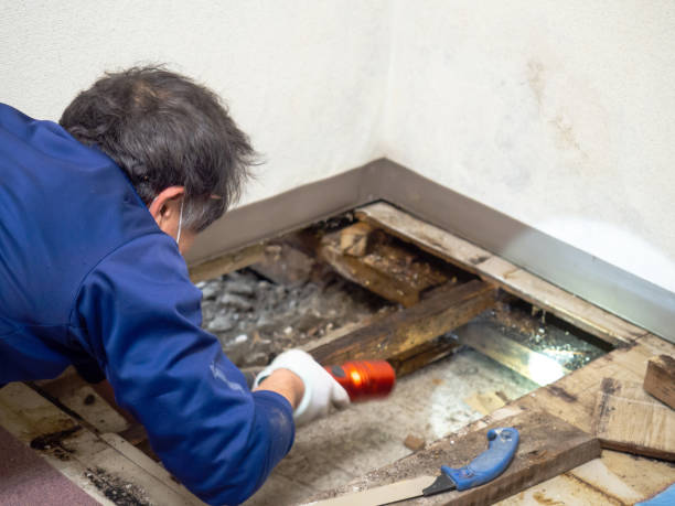 Best Local Mold Removal Service  in Saginaw, MI