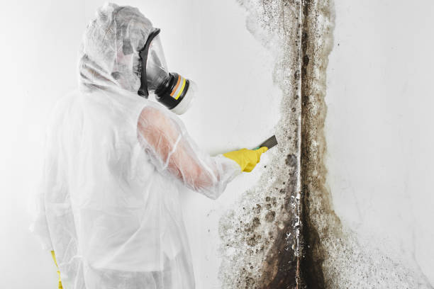 Best Mold Removal Process  in Saginaw, MI