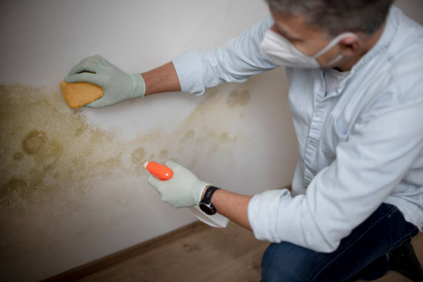 Best Professional Mold Removal  in Saginaw, MI