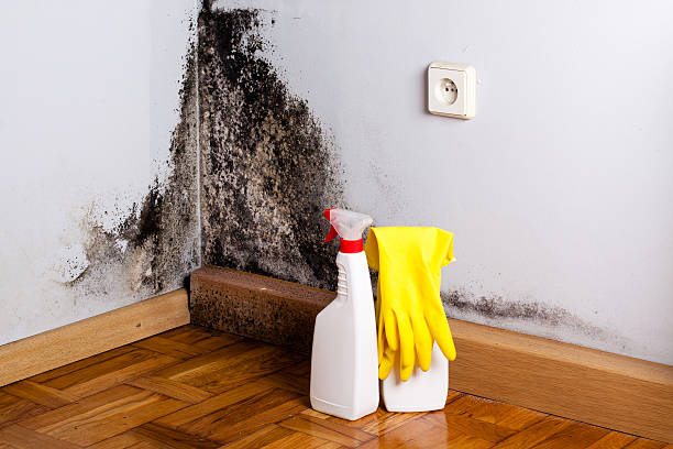 Best Attic Mold Removal  in Saginaw, MI