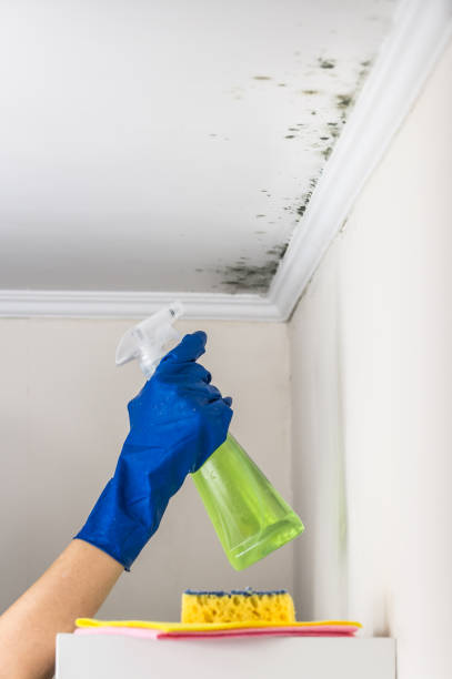 Best Emergency Mold Removal  in Saginaw, MI